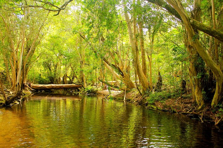Private Half Day Tour: Exclusive World Heritage Rainforest And Waterfall Tour From Cairns - thumb 3