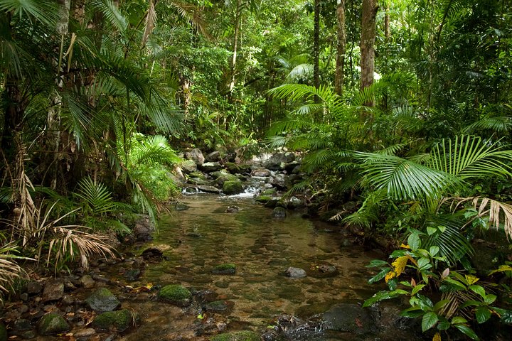 Cairns Reef And Rainforest Combo: Daintree Rainforest And The Great Barrier Reef - Bundaberg Accommodation 1