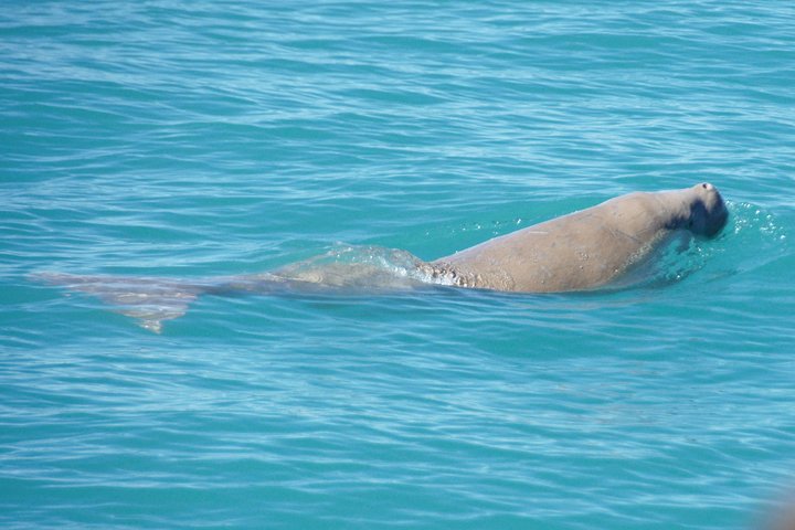 Snubfin Dolphin Eco Cruise from Broome - Accommodation Yamba