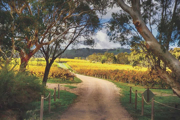 McLaren Vale Winery Small Group Tour With Wine Tasting And Lunch - thumb 1