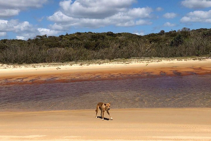 Pippies 3 Days 2 Nights Fraser Island Tour - Accommodation QLD 2