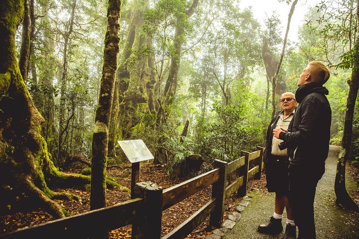 Full-day Springbrook National Park Tour From The Gold Coast - thumb 1
