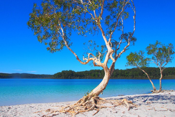 Fraser Island 4WD Tour From Rainbow Beach - Accommodation Brisbane 5