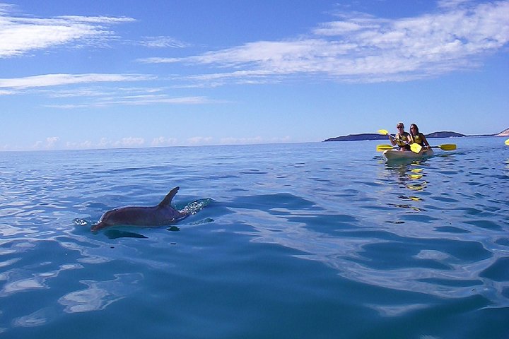 Kayak With Dolphins And 4WD Great Beach Drive Day Trip From Noosa - thumb 2