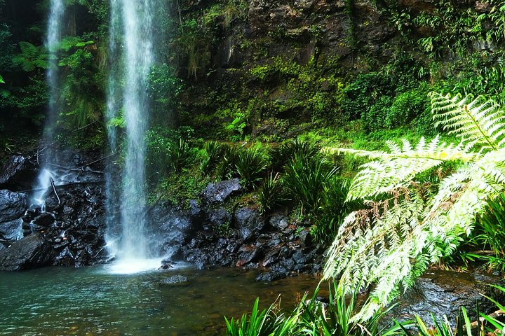 Private Tour - Rainforest & Waterfalls Extravaganza - Accommodation QLD 1