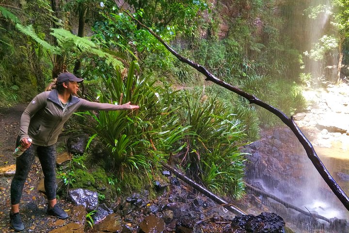 Private Tour - Rainforest & Waterfalls Extravaganza - Accommodation QLD 4