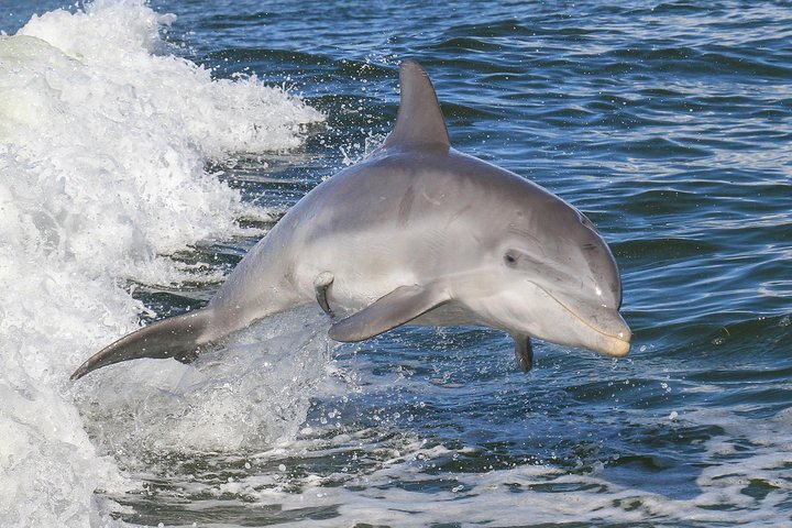 Noosa Oceanrider Scenic Dolphin Safari - Southport Accommodation