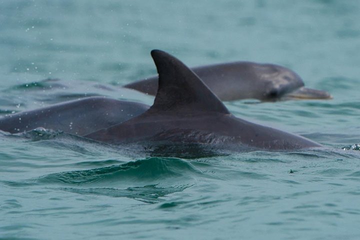 Noosa Oceanrider Scenic Dolphin Safari - thumb 1