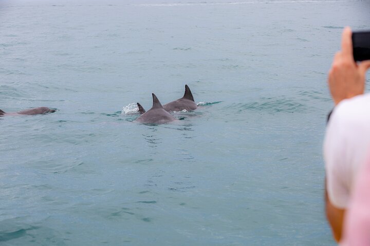 Noosa Oceanrider Scenic Dolphin Safari - thumb 2