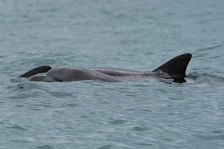 Noosa Oceanrider Scenic Dolphin Safari - thumb 3