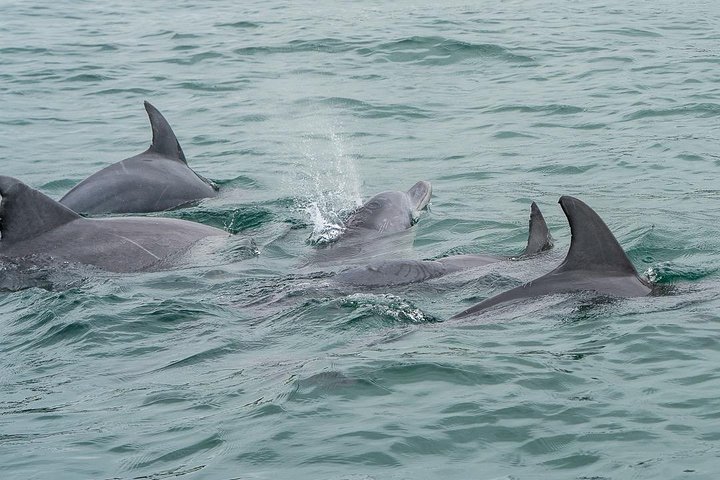 Noosa Oceanrider Scenic Dolphin Safari - thumb 5