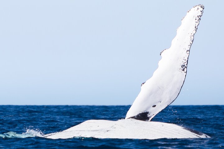 2-Hour Guided Whale Watching Tour at Noosa - Southport Accommodation