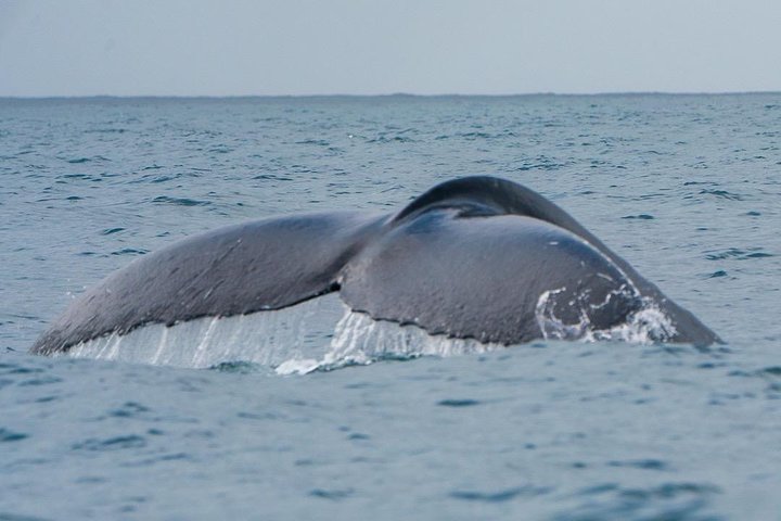 2-Hour Guided Whale Watching Tour At Noosa - thumb 1