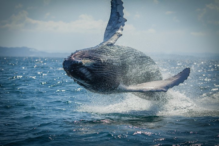 2-Hour Guided Whale Watching Tour At Noosa - Accommodation in Surfers Paradise 3