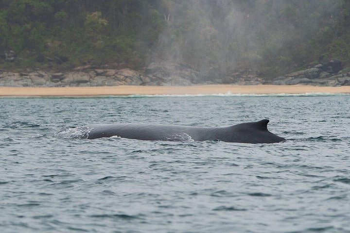 2-Hour Guided Whale Watching Tour At Noosa - Accommodation Airlie Beach 5