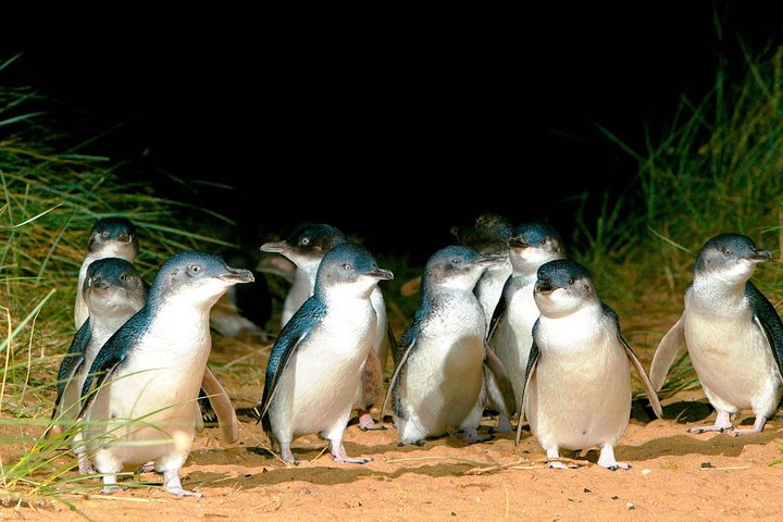 Phillip Island Penguins Private Tour - thumb 0