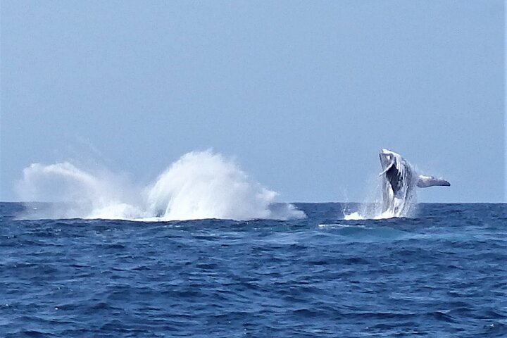 Noosa Whale Watching - Surfers Paradise Gold Coast 2