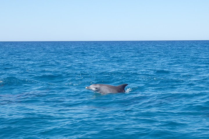 Noosa Wild Dolphin Safari - thumb 1