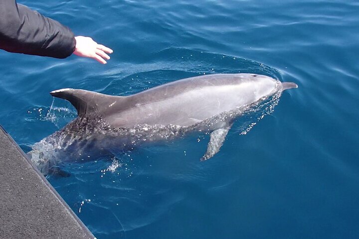 Noosa Wild Dolphin Safari - thumb 2