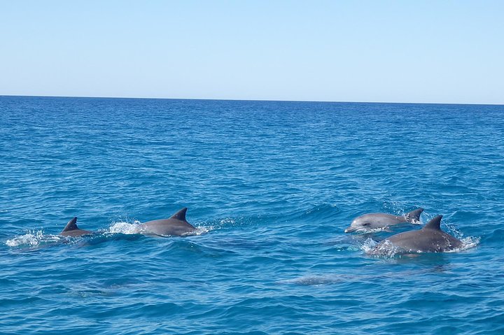 Noosa Wild Dolphin Safari - Kawana Tourism 5