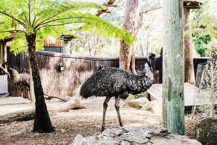 Sydney Taronga Zoo General Entry Ticket and Wild Australia Experience - Nambucca Heads Accommodation