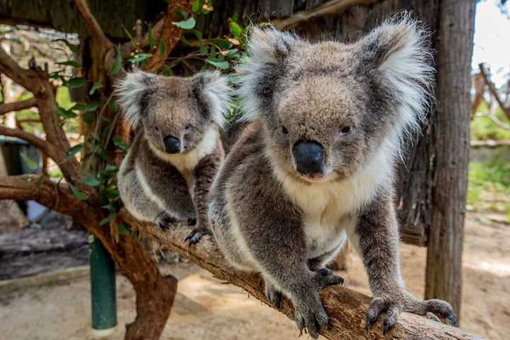 Cleland Wildlife Park Tour From Adelaide Including Mount Lofty Summit - thumb 3