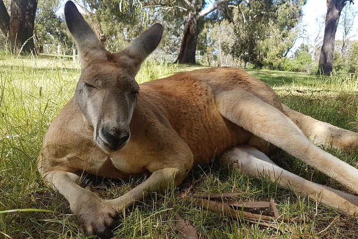 Cleland Wildlife Park Tour From Adelaide Including Mount Lofty Summit - thumb 5