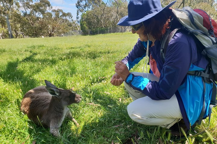 Mount Lofty Hike And Cleland Wildlife Park Day Trip From Adelaide - thumb 1