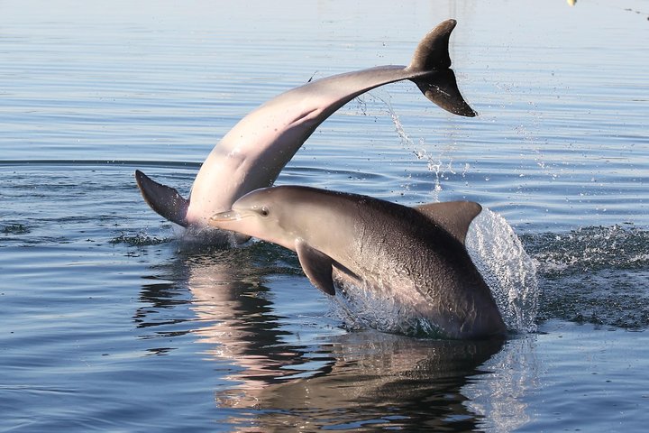 Kayak Tour In Adelaide Dolphin Sanctuary - thumb 5