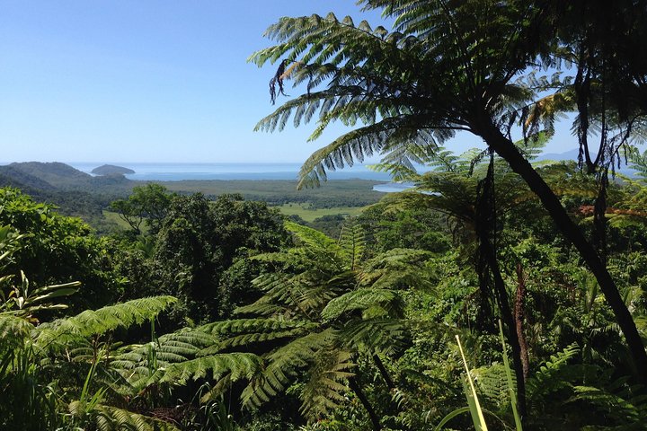 Daintree And Cape Tribulation Full Day Guided Tour - Accommodation Airlie Beach 2