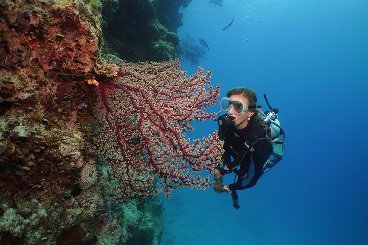 Silversonic Outer Great Barrier Reef Dive and Snorkel Cruise from Port Douglas - Southport Accommodation