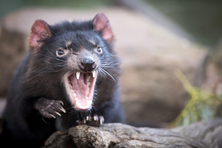 Port Arthur And Tassie Devils Active Day Tour From Hobart - Accommodation Australia 3