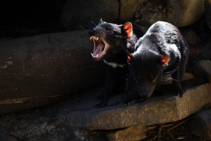 Port Arthur And Tassie Devils Active Day Tour From Hobart - Accommodation Australia 4