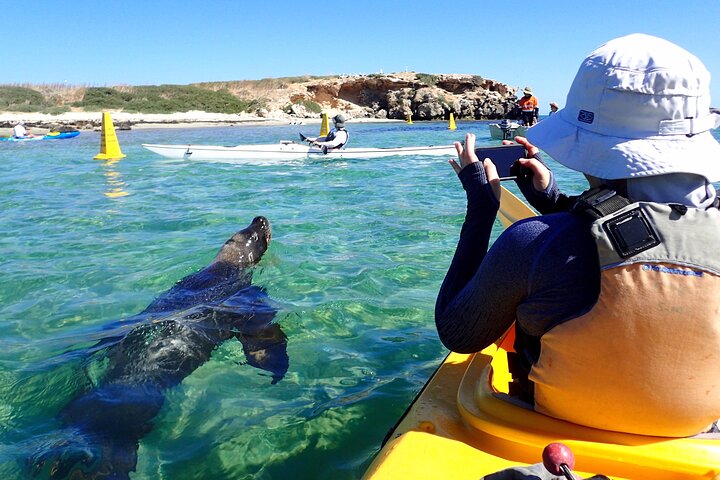 Penguin And Seal Islands Sea Kayaking Experience - thumb 2
