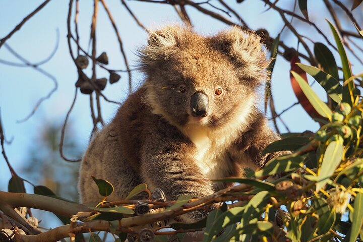2-Hour Koala Walking Tour in Kangaroo Island - Accommodation Gold Coast