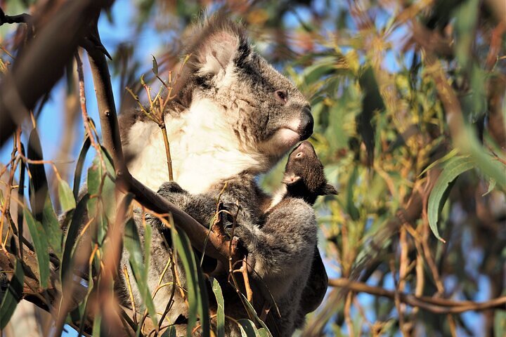 2-Hour Koala Walking Tour In Kangaroo Island - thumb 1