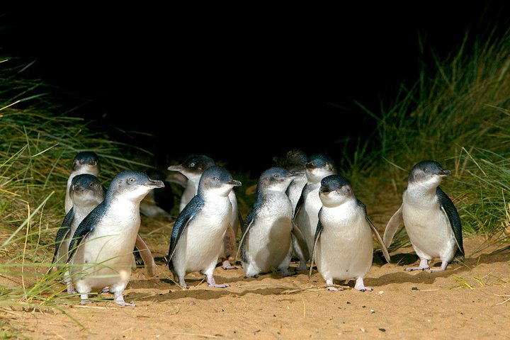 Phillip Island Penguin, Brighton Beach, Moonlit Sanctuary From Melbourne - Accommodation BNB 5