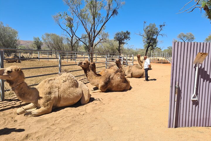 West MacDonnell Ranges Half-Day Small-Group Tour with Camel Ride - Accommodation NT