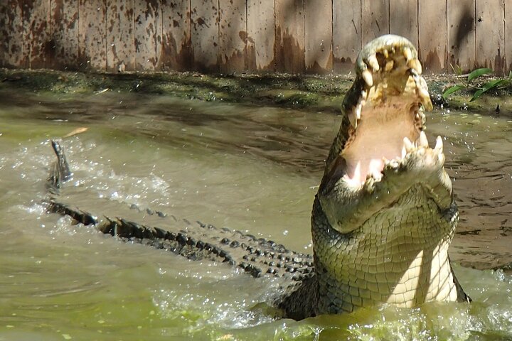 Hartley's Crocodile Adventures Day Trip From Palm Cove - Bundaberg Accommodation 3