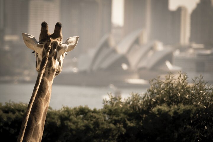 Sydney Harbour Hop On Hop Off Cruise With Taronga Zoo Entry - thumb 5