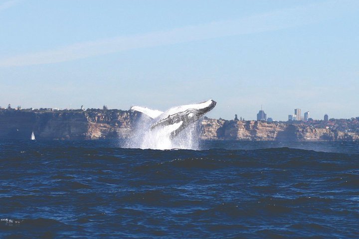 Sydney Whale-Watching Cruise - thumb 3