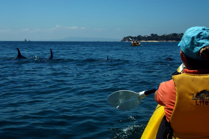 Mornington Peninsula Kayak Coastline Tour of Dolphin Sanctuary - Accommodation Mt Buller
