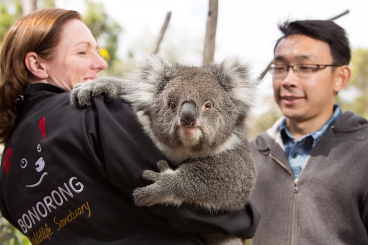 Bonorong Wildlife Park and Richmond Afternoon Tour from Hobart - Southport Accommodation