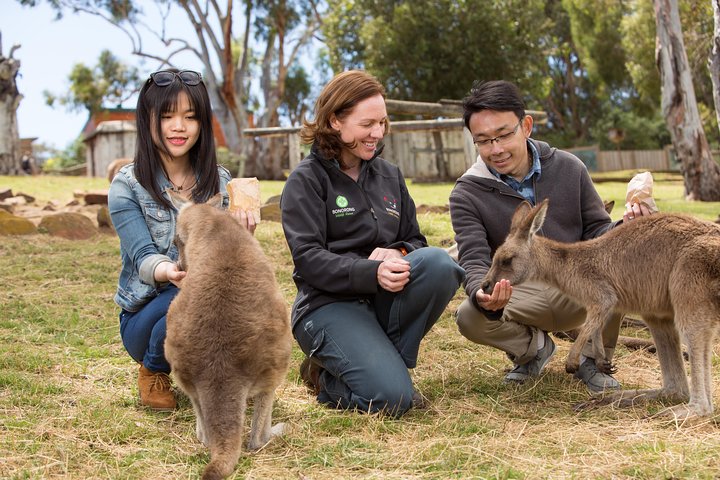 Bonorong Wildlife Park And Richmond Afternoon Tour From Hobart - Accommodation Tasmania 1