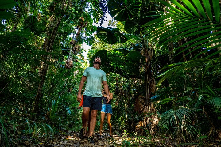 Full Day Daintree Rainforest and Mossman Gorge Tour - Southport Accommodation