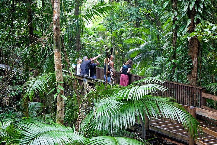 Full Day Daintree Rainforest And Mossman Gorge Tour - thumb 1