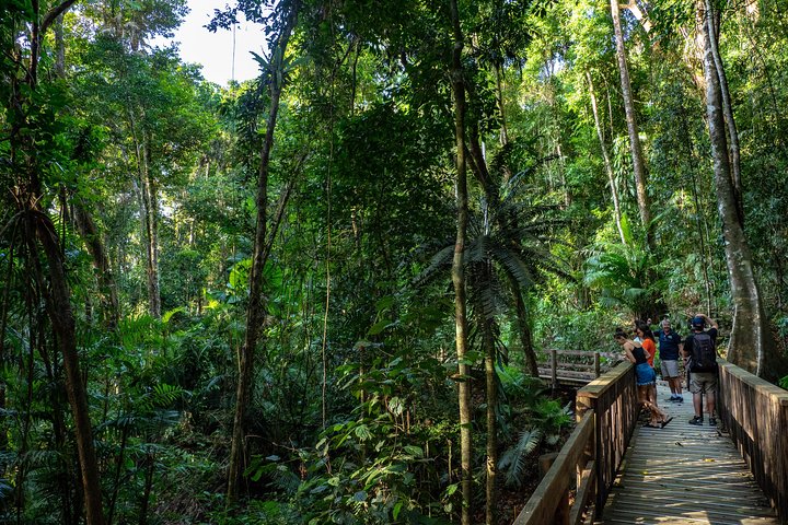 Full Day Daintree Rainforest And Mossman Gorge Tour - QLD Tourism 5
