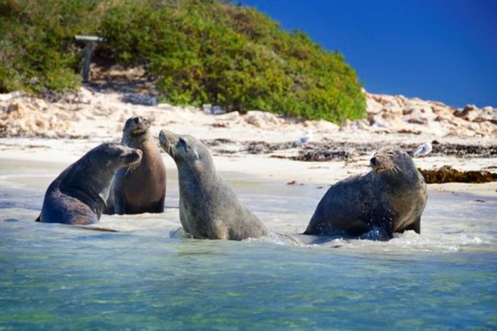 Dolphin Penguin and Sea Lion Cruise - Tourism Bookings WA