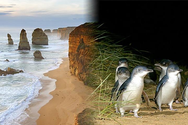 Melbourne Super Saver Great Ocean Road  Phillip Island  Attraction Pass - Yarra Valley Accommodation