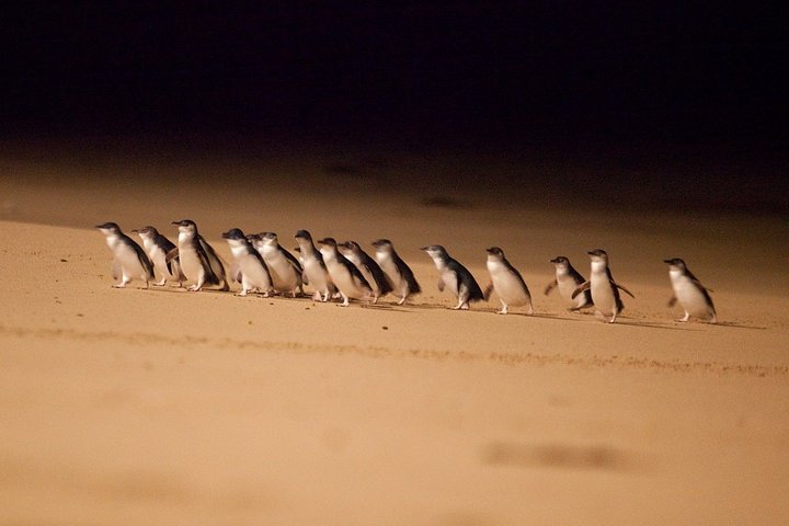 Phillip Island Penguin Parade Express Tour from Melbourne - Accommodation in Bendigo